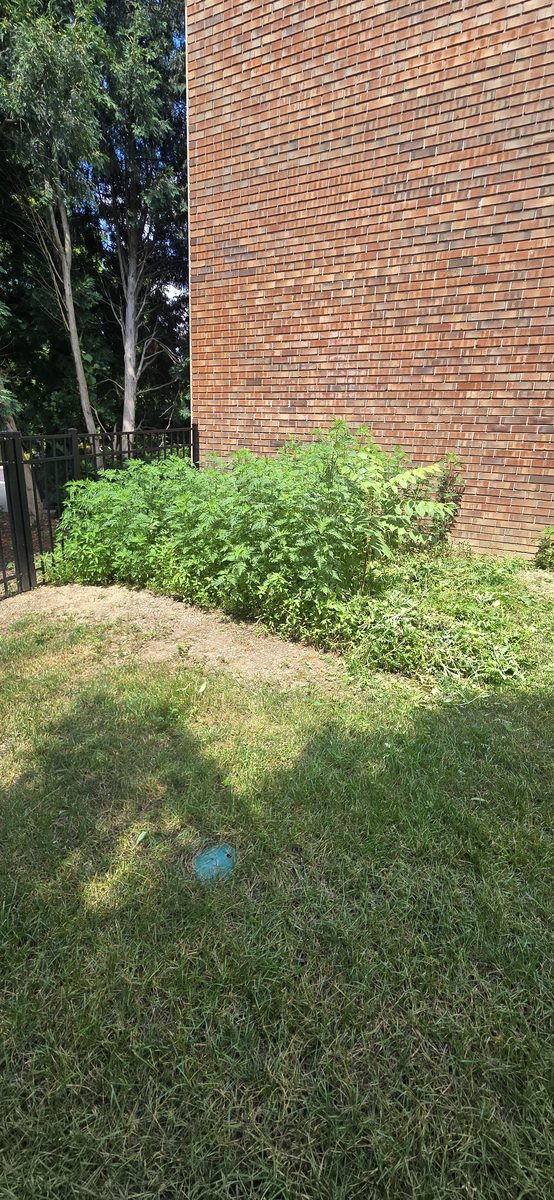 Professional bush and shrub trimming