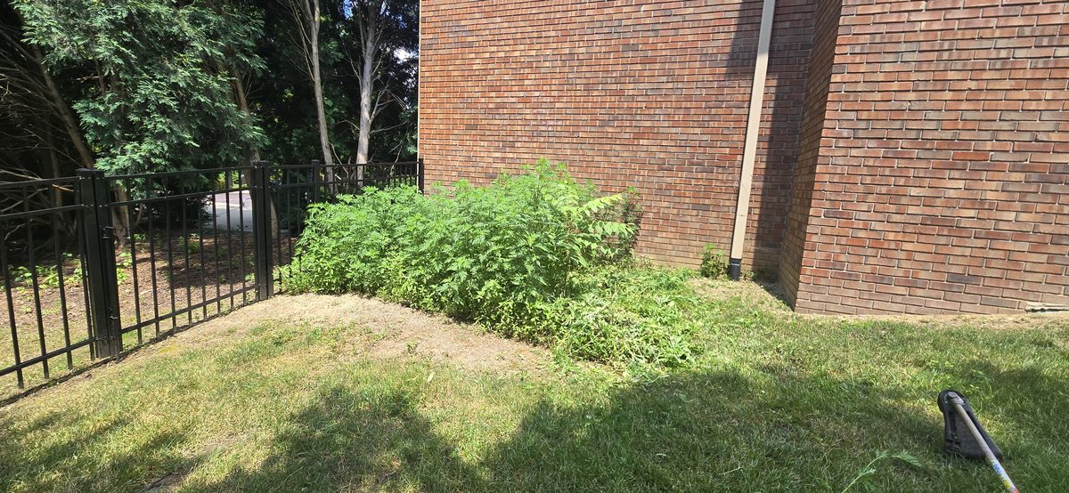 Professional bush and shrub trimming