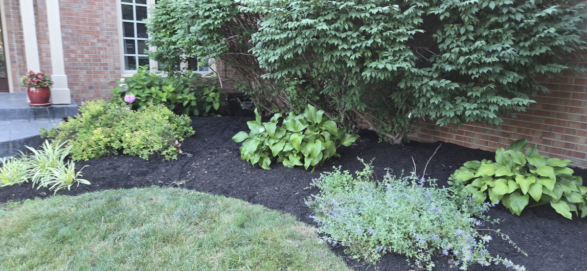 Fresh mulch bed with plants