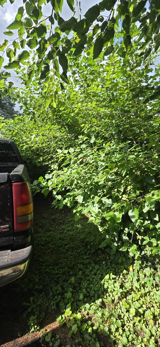 Overgrown vegetation clearing service