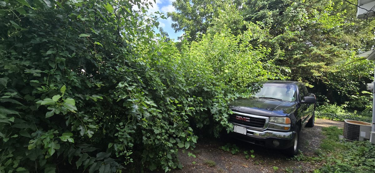 Overgrown vegetation clearing service