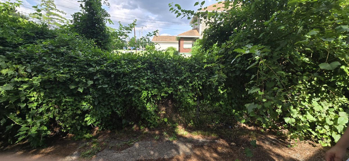 Overgrown vegetation clearing service