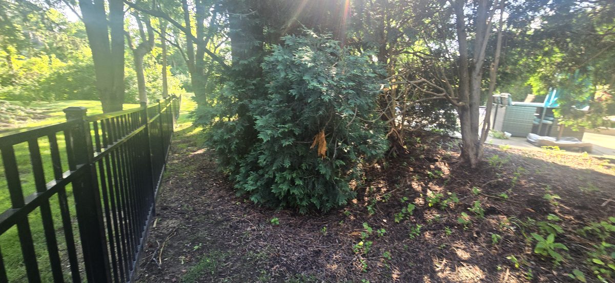 Yard cleanup and debris removal