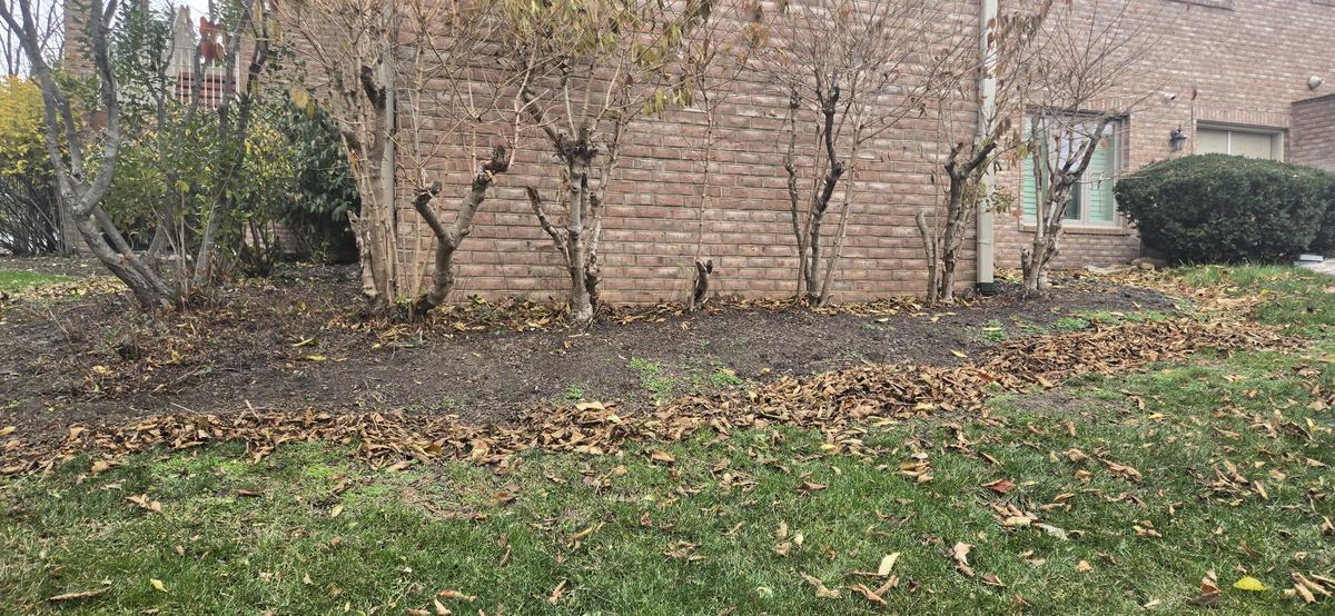 Trimmed bushes with fresh dark mulch