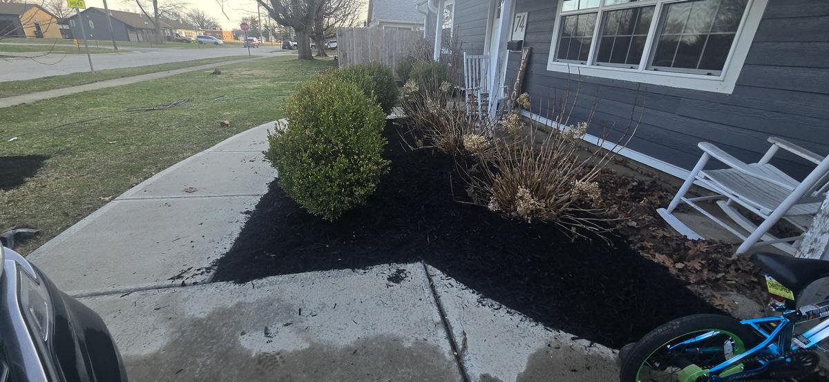 Fresh mulch with boxwood shrubs