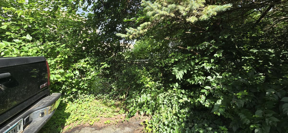 Overgrown yard before cleanup