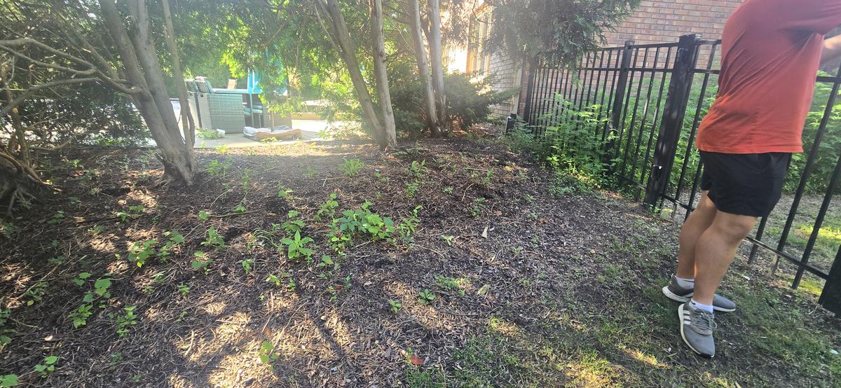 Yard cleanup in progress